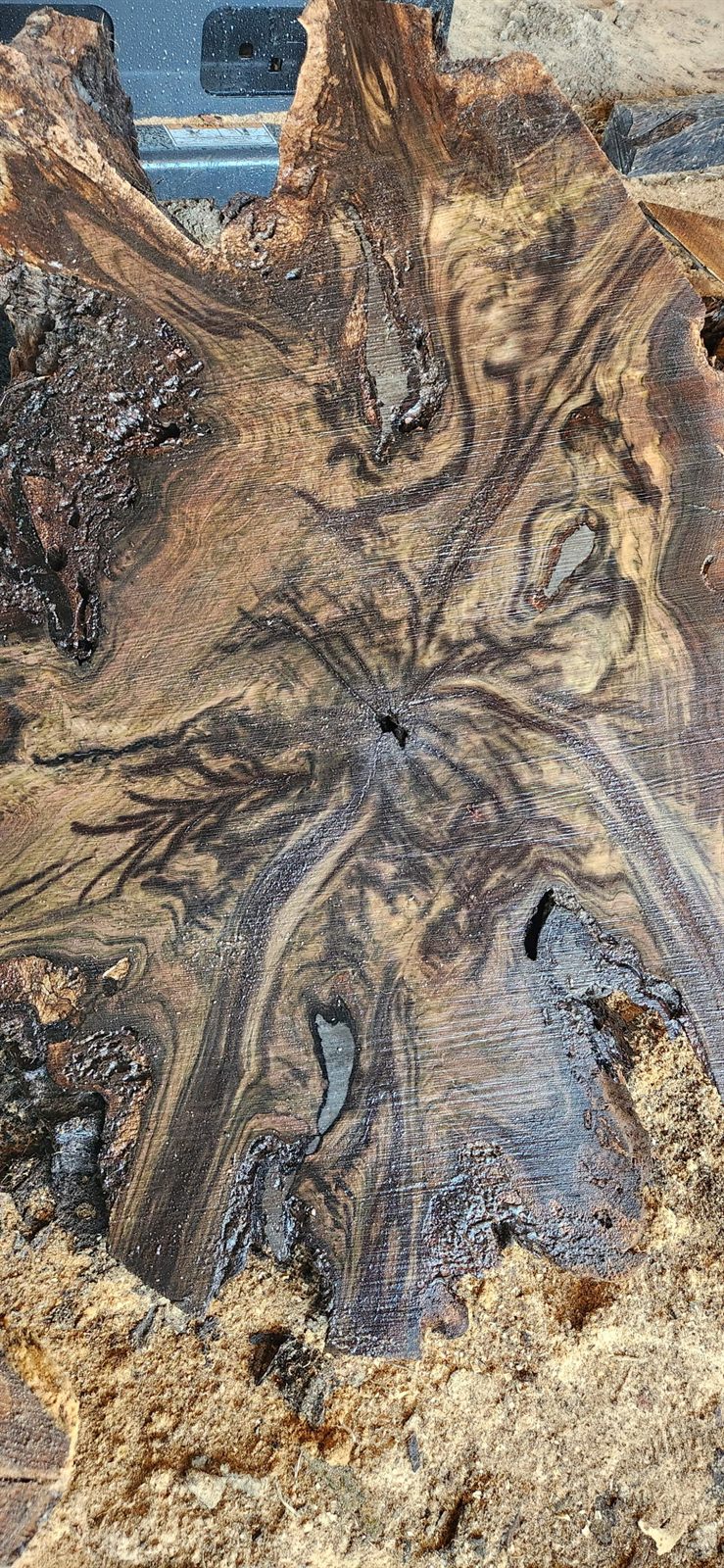 Figured black walnut crotch grain