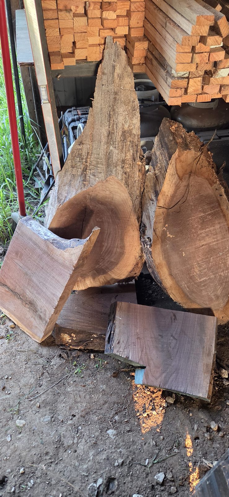Freshly cut walnut log sections in the mill yard
